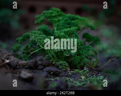 Grüne, geschwungene Petersilie in einem Garten Stockfoto