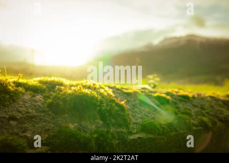 Kleines grünes Moos auf unscharfem Berghintergrund. Umwelttag und Hintergrund des Earth Day. Grünes Moos ist auf Betonwänden mit Sonnenaufgang bedeckt. Naturtapete. Grünes Moos in der Natur. Stockfoto