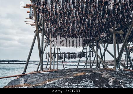 Trocknung von Flocken für Kabeljau im Winter. Lofoten-Inseln Stockfoto