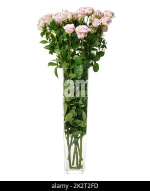 Langstielige, blassrosa Rosen in Glasvase auf weißem Hintergrund. Stockfoto