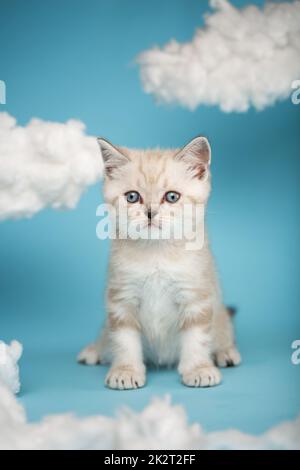 Das verspielte, einen Monat alte schottische Kätzchen in heller Farbe befindet sich zwischen weißen Wolken auf blauem Hintergrund im Studio. Stockfoto