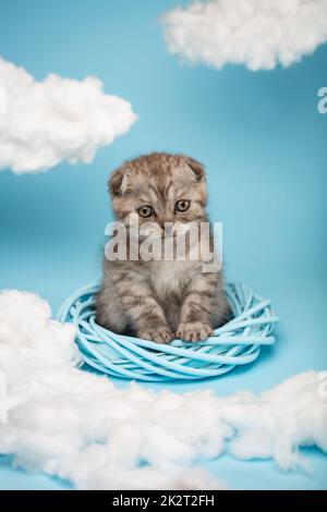 Ein kleines Kätzchen der schottischen Rasse sitzt in einem Weidenkreis und sieht mit Interesse aus. Stockfoto