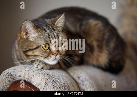 Hauskatze ruht sich auf dem Sofa im Zimmer aus. Stockfoto