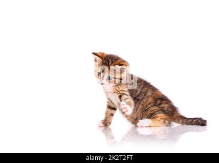 Tricolor Katze vor weißem Hintergrund. Stockfoto