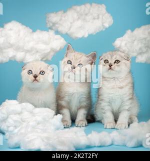 Porträt von drei schottischen Kätzchen, die in einer Reihe zwischen Baumwollwolken auf blauem Hintergrund sitzen. Stockfoto