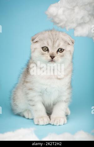 Schottisches Kätzchen mit einem langen Schnurrbart vor der Kamera auf blauem Hintergrund. Stockfoto