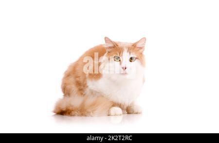 Schöne Erwachsene Katze sitzt auf weißem Hintergrund und blickt mit gelben Augen auf die Kamera. Isoliert auf weißem Hintergrund. Stockfoto