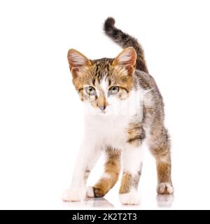 Porträt eines kleinen Kätzchens mit leicht gestörtem Gesichtsausdruck. Isoliert auf weißem Hintergrund. Stockfoto