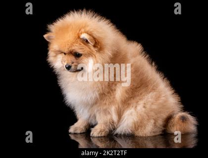 Niedliche kleine pommersche spitz Welpe sitzt auf einem schwarzen Hintergrund. Stockfoto