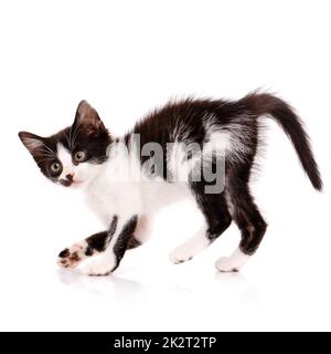 Verspieltes kleines Kätzchen mit einem verrückten Gesichtsausdruck, das auf weißem Hintergrund spielt. Stockfoto