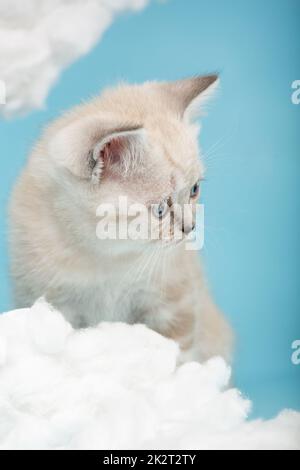 Nahaufnahme eines Maulkörpers schottischer Kätzchen mit blauen Augen auf blauem Hintergrund. Stockfoto