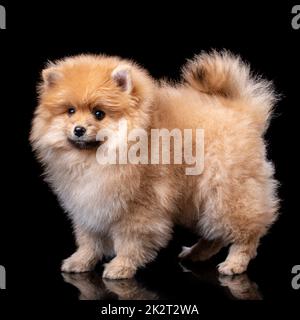 Pommern-Spitz im Studio auf schwarzem Hintergrund. Stockfoto