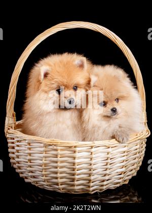 Zwei pommersche Spitz Welpen sitzen in einem Weidenkorb auf schwarzem Hintergrund. Stockfoto