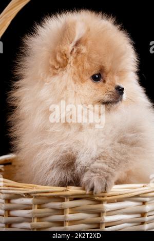 Schöner pommerischer Spitz in einem Korbkorb. Stockfoto