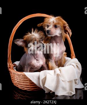 Porträt von zwei erstaunlichen chinesischen Crested Welpen sitzen in einem Weidenkorb auf einem schwarzen Hintergrund. Stockfoto