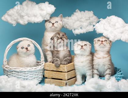 Fünf schottische Kätzchen haben ihre Köpfe erhoben und schauen auf handgemachte Baumwollwolken. Stockfoto