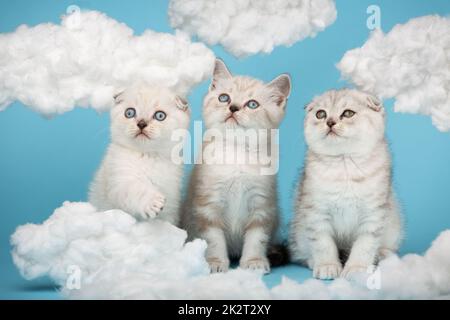 Schottische Kätzchen erheben ihren Kopf und blicken mit weißen, flauschigen Wolken zum Himmel. Stockfoto