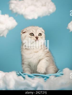 Porträt eines verspielten schottischen Kätzchens, das mitten in einem blauen Korbweide mit einer erhobenen Pfote sitzt. Stockfoto