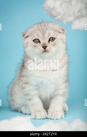 Porträt eines süßen schottischen Faltkätzchens mit gelben Augen auf blauem Hintergrund. Stockfoto
