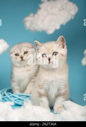 Schottische Kätzchen sitzen auf blauem Hintergrund inmitten der weißen Wolken und suchen ein Spielzeug. Stockfoto