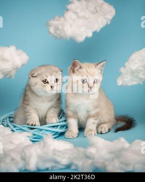 Schottische Kätzchen sitzen zusammen in einem Korb aus Weidenholz inmitten weißer Wolken auf blauem Hintergrund. Stockfoto