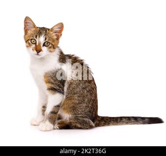 Hauskatze sitzt seitlich und schaut in die Kamera. Isoliert auf weißem Hintergrund. Stockfoto