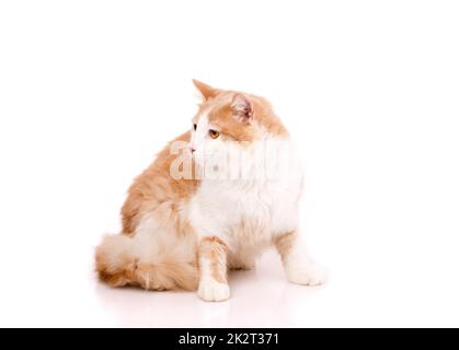 Große Katze mit rotem und weißem Fell sitzt auf weißem Hintergrund und sieht an der Seite merkwürdig aus. Stockfoto