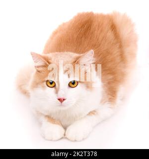 Süße junge Katze mit hellem Fell und großen gelben Augen lügt und schaut in die Kamera. Isoliert. Stockfoto