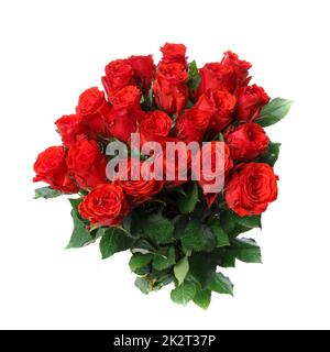 Strauß roter Rosen isoliert auf weißem Hintergrund. Stockfoto
