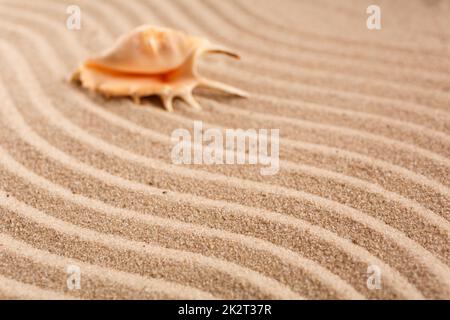 Sommerzeitkonzept mit Muscheln auf braunem Sandhintergrund. Selektiver Fokus, verschwommener Hintergrund. Stockfoto