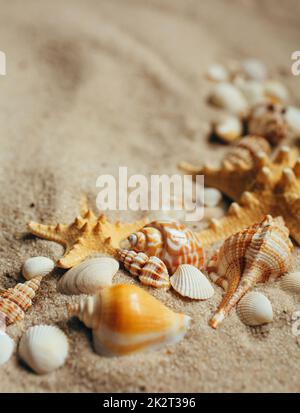 Seemüschel und Seesterne auf senden aus nächster Nähe. Makrofoto. Stockfoto