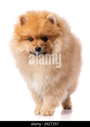 Pommersche Spitz posiert vor der Kamera auf weißem Hintergrund. Stockfoto