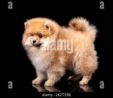 Der schöne pommersche Spitz steht auf schwarzem Hintergrund in einem Fotostudio. Stockfoto