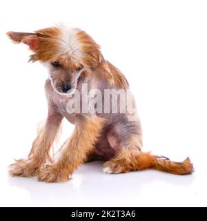 Chinesischer Kammhund, der vor weißem Hintergrund sitzt. Stockfoto