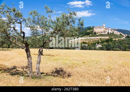 Olivenbäume im Dorf Assisi in Umbrien, Italien. Die Stadt ist berühmt für die wichtigste italienische Basilika, die dem St. Francis - San Francesco. Stockfoto