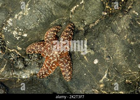 WA22044-00...WASHINGTON - Ocher Sea Star auf einem Felsen am Ruby Beach an der Pazifikküste des Olympic National Park. Stockfoto