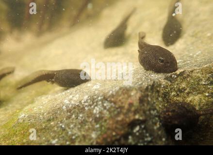 Unterwasserfoto von Froschkaulquappen in einem See Stockfoto