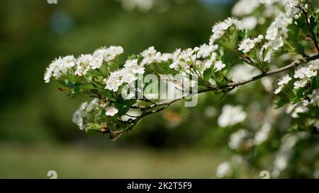 Weißdorn, Crataegus monogyna während der Blütezeit im Frühjahr in einem Park bei Magdeburg in Deutschland Stockfoto