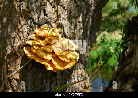 Hellgelber gemeiner Schwefelpilz Laetiporus sulfureus auf dem Stamm einer alten Weide Stockfoto