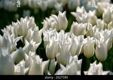 Blühende Tulpen Blumenbeet im Keukenhof flower garden, Niederlande Stockfoto