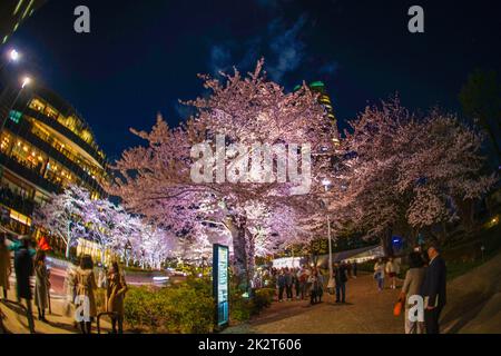 Kirschblüten im Tokyo Midtown Hinokicho Park Stockfoto