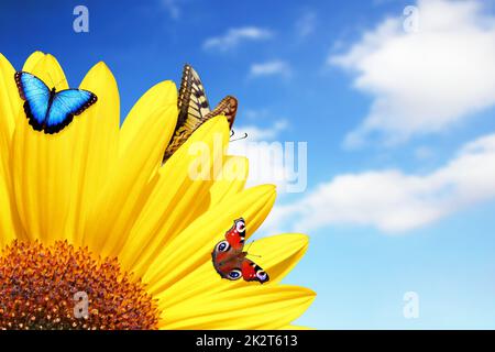 Leuchtend gelbe Sonnenblume mit Schmetterling an einem sonnigen Sommermorgen. Stockfoto