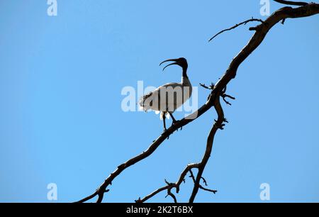 Kuhreiher (Bubulcus Ibis) Stockfoto