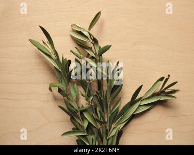 Palmsonntags-Olivenzweig Stockfoto