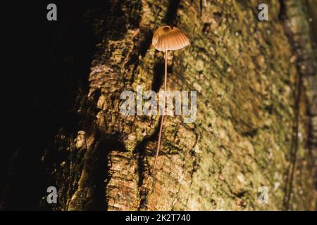 Kleine braune Pilze auf der Rinde des Stiels Stockfoto