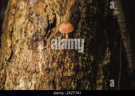Kleine braune Pilze auf der Rinde des Stiels Stockfoto