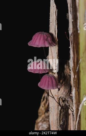 Kleine lila Pilze im Wald sind auf dem Stamm des Stammes. Stockfoto