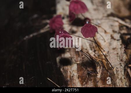 Kleine lila Pilze im Wald sind auf dem Stamm des Stammes. Stockfoto