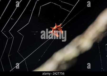 Die orangefarbene Spinne im Netz wartet auf Insekten Stockfoto