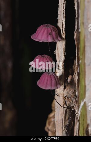 Kleine lila Pilze im Wald sind auf dem Stamm des Stammes. Stockfoto